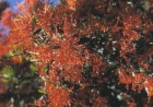 Embothrium coccineum